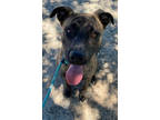 Adopt GUSTER a Black Mixed Breed (Medium) / Mixed dog in Greenville