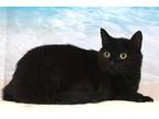 Adopt Willow a All Black Domestic Shorthair / Domestic Shorthair / Mixed cat in