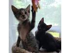 Adopt Chouka and Danaus a All Black Domestic Shorthair / Mixed cat in