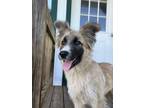 Adopt Phoebe a Shepherd, Husky