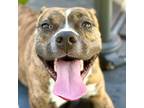 Adopt Sunny a Brindle Boxer / Mixed dog in Long Beach, CA (38846347)