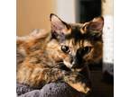 Adopt Sunnydale Kitten: Tara a Tortoiseshell Domestic Shorthair / Mixed cat in