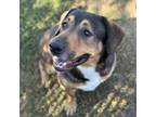 Adopt Lucky a Tan/Yellow/Fawn Mixed Breed (Medium) / Mixed dog in Spokane