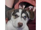 Adopt Cocoa a Brown/Chocolate Australian Shepherd / Husky / Mixed dog in