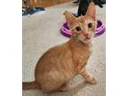Adopt Salt and Lime a Orange or Red Tabby Domestic Shorthair (short coat) cat in