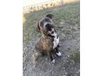 Adopt Pixie a Brindle Plott Hound / Mixed dog in Greenville, KY (38836279)