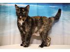 Adopt Pele a All Black Domestic Shorthair / Domestic Shorthair / Mixed cat in