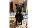Adopt Bessie a Mixed Breed (Medium) / Mixed dog in Jonesboro, AR (38656649)