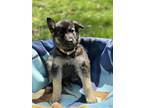 Adopt Gaby - The B & G Litter a German Shepherd Dog