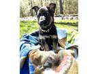 Adopt Greta - The B & G Litter a German Shepherd Dog