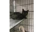 Adopt Linguine a All Black Domestic Shorthair / Mixed (short coat) cat in