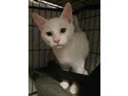 Adopt Fettuccine a White Domestic Shorthair / Mixed (short coat) cat in
