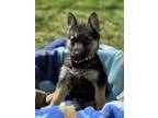 Adopt Gina - The B & G Litter a German Shepherd Dog