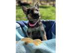 Adopt Gretchen - The B & G Litter a German Shepherd Dog