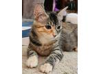 Adopt Brandy a Calico or Dilute Calico Calico (short coat) cat in Brentwood