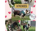 Adopt Smores a White - with Tan, Yellow or Fawn Mixed Breed (Medium) / Mixed dog