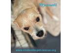 Adopt Maxwell a Jack Russell Terrier / Dachshund dog in Mission, TX (38655837)