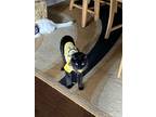 Adopt Tutsi a All Black Domestic Mediumhair / Mixed (medium coat) cat in