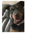 Adopt Cali a Rottweiler