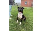 Adopt Beefcake a Black - with White American Pit Bull Terrier / Mixed dog in