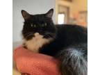 Adopt Cruise a All Black Domestic Longhair / Mixed cat in Kanab, UT (38809986)