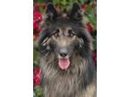 Adopt Buster von Brussow a Black - with Tan, Yellow or Fawn German Shepherd Dog