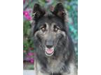 Adopt Buster von Brussow a Black - with Tan, Yellow or Fawn German Shepherd Dog