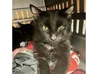 Adopt Spork a All Black Domestic Mediumhair / Mixed cat in Fairport