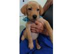 Adopt Charlie a Tan/Yellow/Fawn Retriever (Unknown Type) / Mixed dog in Madison