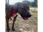 Adopt Lady Whistledown a Brindle Terrier (Unknown Type, Small) / Mixed Breed