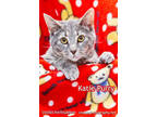 Adopt Katie Purry a Gray or Blue Domestic Shorthair / Domestic Shorthair / Mixed