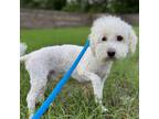 Adopt Milo a White - with Tan, Yellow or Fawn Poodle (Miniature) / Mixed dog in