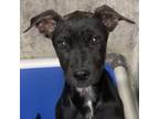 Adopt Donna a Black Mixed Breed (Medium) / Mixed dog in Las Cruces