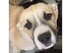 Adopt Nora a Tan/Yellow/Fawn Mixed Breed (Medium) / Mixed dog in Las Cruces