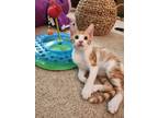 Adopt Pacific a Orange or Red Domestic Shorthair (short coat) cat in Brentwood