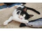 Adopt Georgia a Black & White or Tuxedo Domestic Shorthair (short coat) cat in