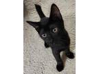 Adopt Rocks a All Black Manx (short coat) cat in Brentwood, CA (38783743)