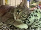 Adopt Scarlet a Gray, Blue or Silver Tabby Domestic Shorthair (short coat) cat