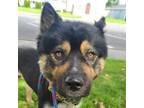 Adopt Grant a Black Chow Chow / Shepherd (Unknown Type) / Mixed dog in Benton
