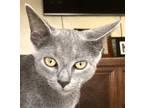 Adopt Nicolai a Gray or Blue (Mostly) Russian Blue (short coat) cat in