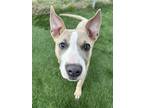 Adopt Blossom a Staffordshire Bull Terrier