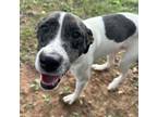 Adopt Zoey a White Whippet / Mixed dog in North Wilkesboro, NC (38773947)