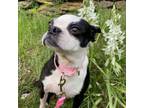 Adopt Stellaluna a Boston Terrier