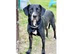 Adopt Ollie a Black Labrador Retriever / Mixed dog in Anderson, IN (38764192)