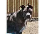 Adopt Zeus Sr. a Gray/Blue/Silver/Salt & Pepper American Pit Bull Terrier /