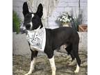 Adopt Dexter a Black Pit Bull Terrier / Mixed dog in Yuma, AZ (38664508)