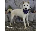 Adopt Moe a White - with Tan, Yellow or Fawn Husky / Mixed dog in Yuma