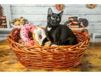 Adopt Darla a Domestic Short Hair