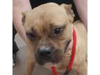 Adopt Pickles a Brown/Chocolate Boxer / American Pit Bull Terrier / Mixed dog in