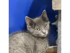 Adopt Padfoot a Gray or Blue Domestic Shorthair / Mixed cat in Zanesville